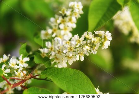 Flowers Of Prunus Padus Or European Bird Cherry