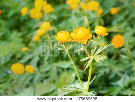 Flowers Trollius Or Globeflower