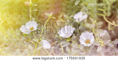 Lovely White Mosss-rose, Purslane Or Sun Plant Flower In Dreamy Light