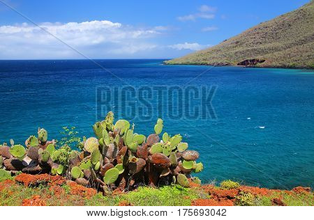 Galapagos Prickly Pear On Rabida Island In Galapagos National Park, Ecuador.