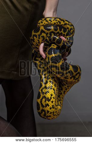Woman holding snake in her hands on gray background