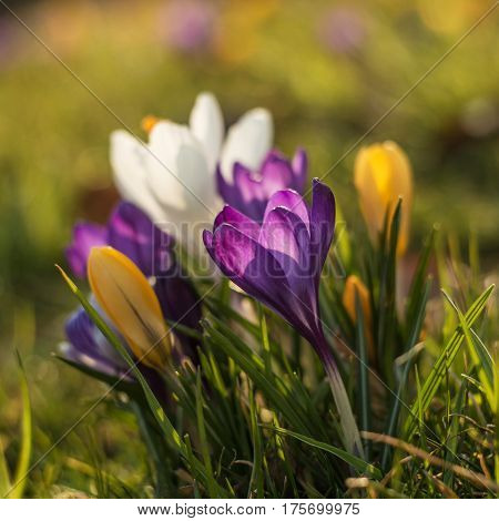 Crocuss family. Purple crocuses in spring day.