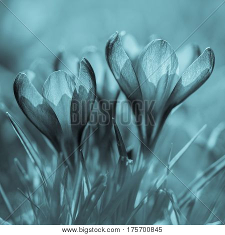 Crocuss family. Purple crocuses in spring day.