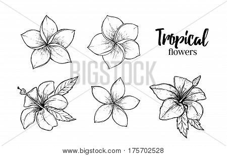 Hand Drawn Vector Illustration - Tropical Flowers. Summer Time. Perfect For Invitations, Greeting Ca