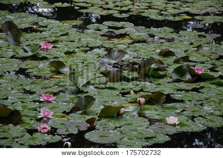 Nenuphar Nenufar Plant Nature Outside Claude Monet Garden Giverny Pink flower