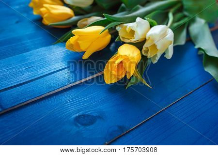 Yellow and white beautifu tulips on blue wooden background with space for message. Women's or Mother's Day background