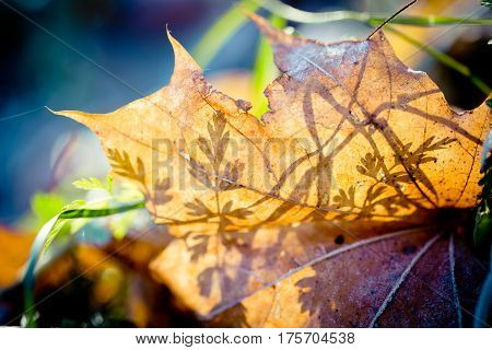 silhouette green macro in sun light Abstract Autumn leaves transparent