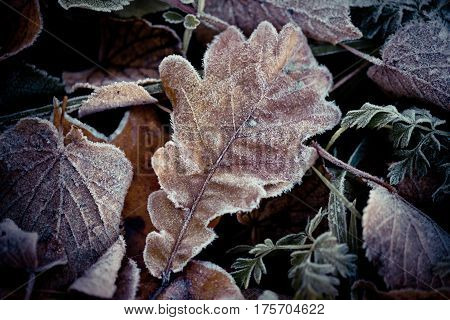 Abstract background Autumn leaves frozen brown winter time