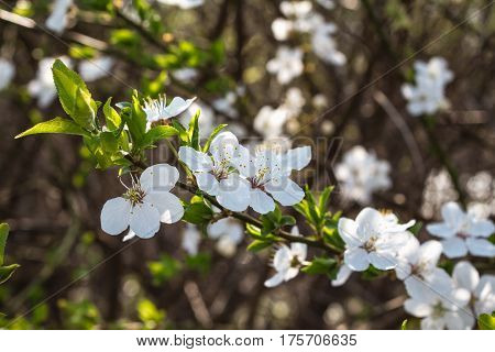 Apple blossoms are the flower of tree