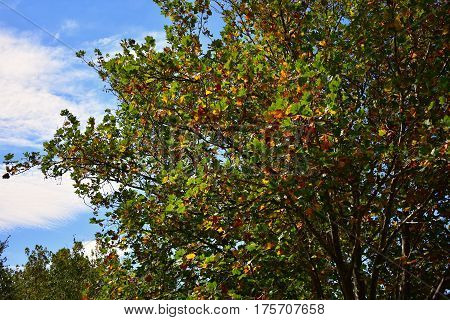 background tree in fall against blue sky with green orange and brown leaves
