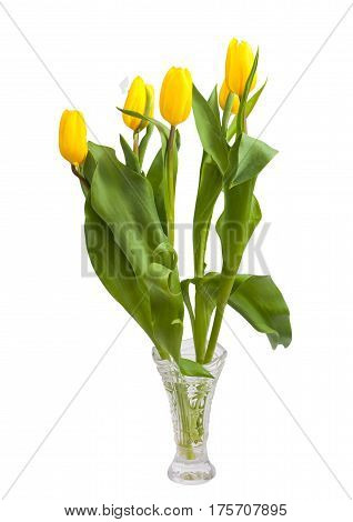 Bouquet of tulips (Tulipa fosteriana) on a white background. Bouquet in a crystal vase. The symbol of spring.