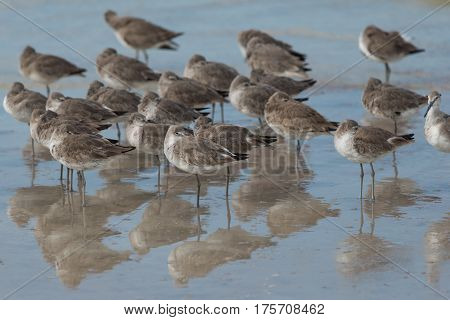 Group of willet (Tringa semipalmata) resting the beach at the edge of the waves.