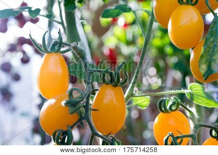 Tomatoes in the garden,Vegetable garden with plants of red tomatoes. Ripe tomatoes on a vine, growing on a garden. Red tomatoes growing on a branch.
