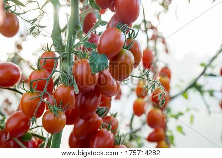 Tomatoes in the garden,Vegetable garden with plants of red tomatoes. Ripe tomatoes on a vine, growing on a garden. Red tomatoes growing on a branch.