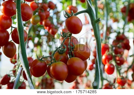 omatoes in the garden,Vegetable garden with plants of red tomatoes. Ripe tomatoes on a vine, growing on a garden. Red tomatoes growing on a branch.