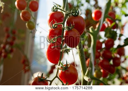 omatoes in the garden,Vegetable garden with plants of red tomatoes. Ripe tomatoes on a vine, growing on a garden. Red tomatoes growing on a branch.