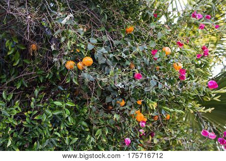 orange trees plantations. Ripe and fresh oranges hanging on branch