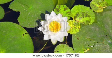 Seerose