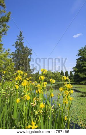 weiten Blick Blumen