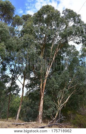 grey blue colored gum tree in bush lands on sunny day