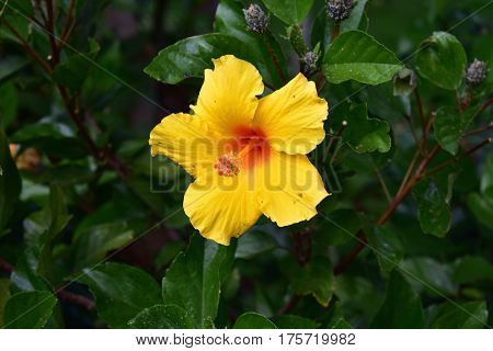yellow tropical flower with orange centre in full bloom against dark green leaves