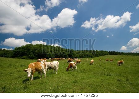 Krávy na zelené louce