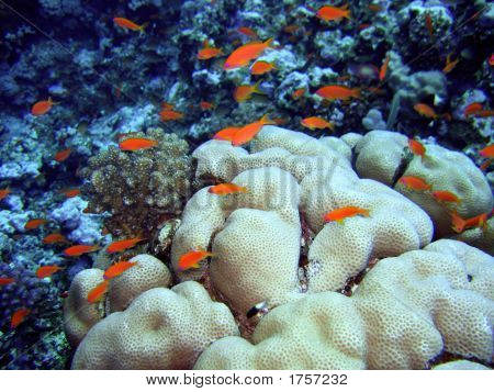 Scalefin Anthias