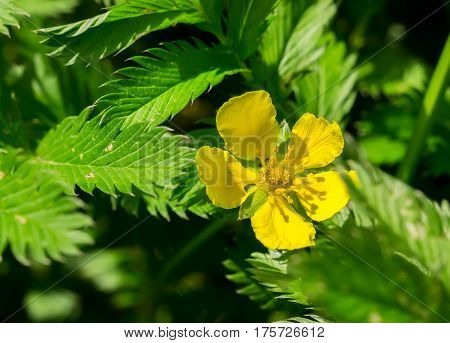 Silverweed, Potentilla anserina leaf and yellow flower.