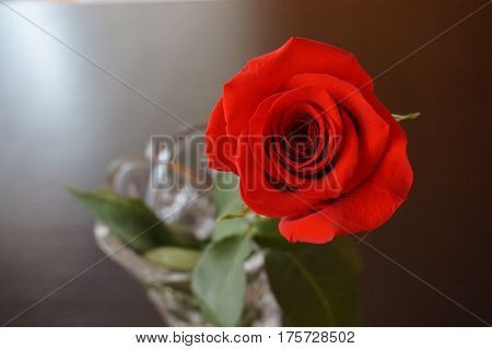 Big red roses suitable as an abstract background suitable as a frame or text