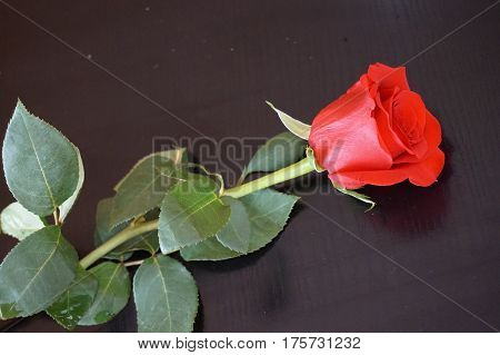 Big red roses suitable as an abstract background suitable as a frame or text