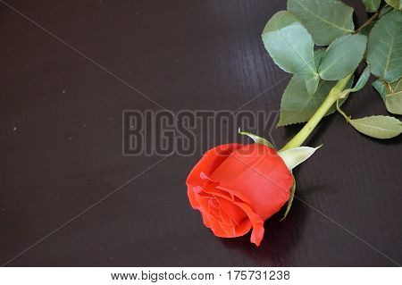 Big red roses suitable as an abstract background suitable as a frame or text