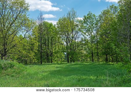 Deciduous trees growing on the forest glade on a background of blue sky and clouds