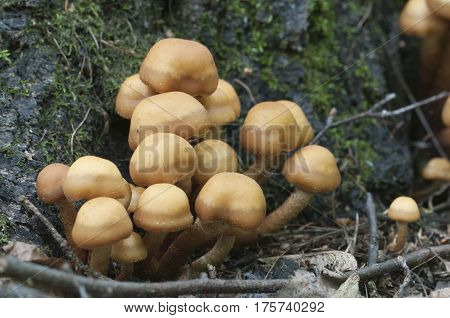 Sheathed woodtuft on an old stump closeup