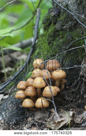 Sheathed woodtuft on an old stump closeup