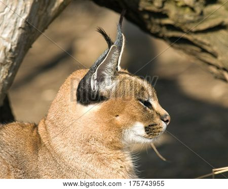 Portrait of deser lynx - Caracal caracal
