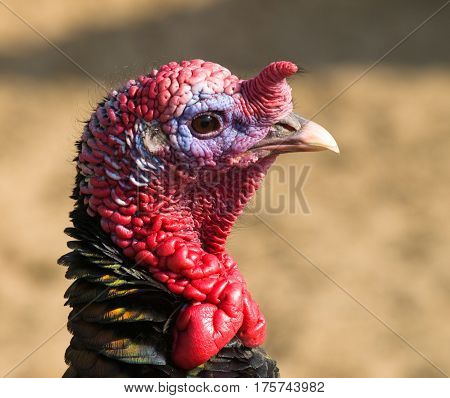 Portrait of wild turkey hen - Meleagris gallopavo