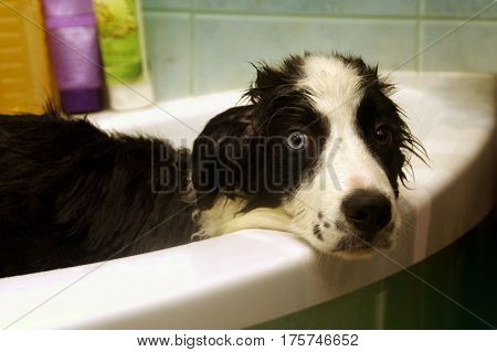 Washing of sad Border Collie in bath