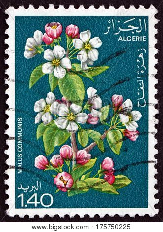 ALGERIA - CIRCA 1978: a stamp printed in Algeria shows Flowers of Apple Malus Communis is a Deciduous Tree circa 1978