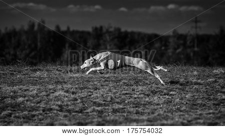 Whippet Dog Running. Coursing, Passion And Speed