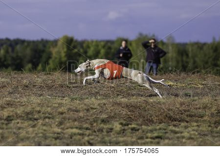 Whippet Dog Running. Coursing, Passion And Speed