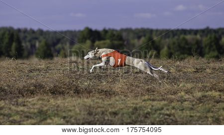 Whippet Dog Running. Coursing, Passion And Speed