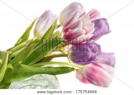 Delicate beautiful bouquet of lilac violet and pink with white border of tulips on a white background