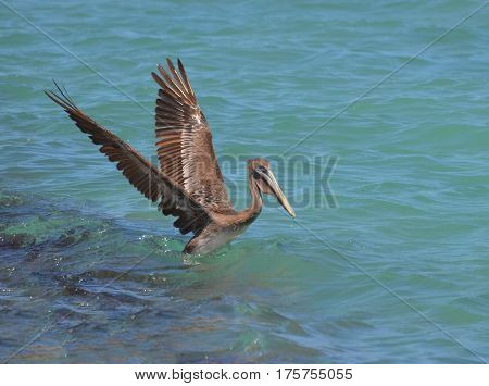 Pelican landing in the tropical blue waters of Aruba.