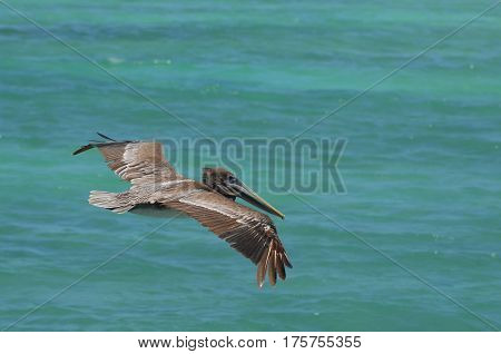 Pelican with his wings extended in flight over the tropical waters of Aruba.
