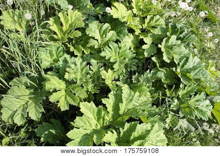 Green foliage of a Sosnowsky's hogweed (Heracleum sosnowskyi). Dangerous poisonous plant.
