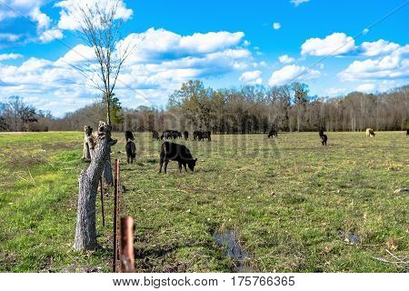 Barbed wire fenceline with cattle grazing in the background