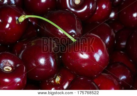 Freshly picked heap of cherries close up