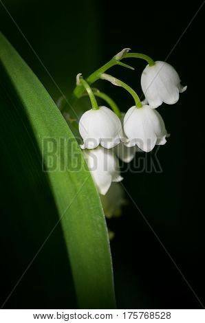 Lily Of The Valley on a dark background