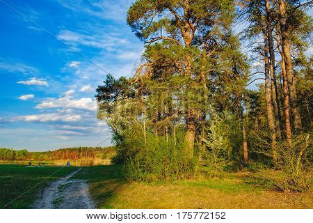 Tall old trees i mixed deciduous-coniferous forest with birch pine blooming lilacs in the foreground, Irpen, Ukraine. The edge of the forest in the evening sun. Young couple admiring nature