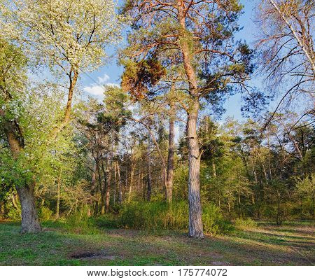 Tall old trees i mixed deciduous-coniferous forest with birch pine blooming lilacs in the foreground, Irpen, Ukraine. The edge of the forest in the evening sun.